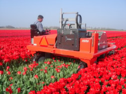 Topping Tulip Lefebers Memory
